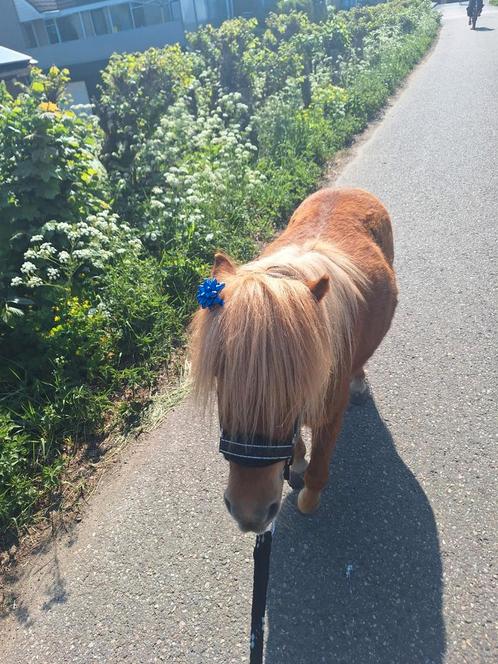GEZOCHT Bijrijder/verzorger voor shetlander 16+/ouder+kind, Dieren en Toebehoren, Paarden en Pony's | Verzorgingsproducten, Nieuw