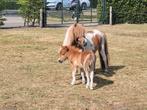 mini merrie met veulen  en zwartbonte merrie, Dieren en Toebehoren, Pony's, Merrie, A pony (tot 1.17m), 3 tot 6 jaar, Gechipt