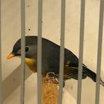 Japanse nachtegaal pop mutatiekweek. 2024 geringd ., Dieren en Toebehoren, Vogels | Overige Vogels, Vrouwelijk, Geringd