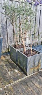 6 olijfboompjes in bak, Tuin en Terras, Planten | Bomen, Olijfboom, Ophalen, 100 tot 250 cm