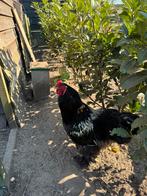 Brahma haan, Dieren en Toebehoren, Mannelijk, Kip