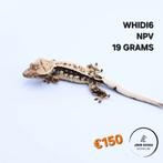 Correlophus ciliatus wimpergekko JOKERGECKOS, Hagedis, 0 tot 2 jaar