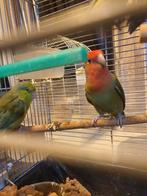 agapornis 7, Dieren en Toebehoren
