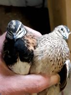 Harlekijn kwartel, Dieren en Toebehoren, Meerdere dieren, Tropenvogel, Geringd