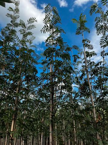 Sorbus aucuparia(lijsterbes) beschikbaar voor biedingen