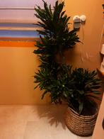 Dracaena Plant in pot - zsm ophalen!, Ophalen, Overige soorten, Halfschaduw, In pot