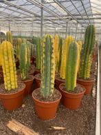 Open dag zaterdag 2AUGUSTUS Caudex en 25000m2 cactusplezier, Overige soorten, Ophalen of Verzenden, In pot, Minder dan 100 cm