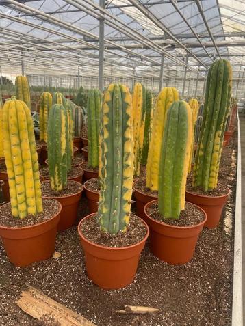 Open dag zaterdag 2AUGUSTUS Caudex en 25000m2 cactusplezier beschikbaar voor biedingen