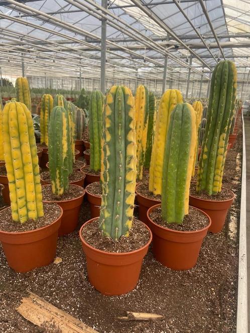 Open dag zaterdag 2AUGUSTUS Caudex en 25000m2 cactusplezier, Huis en Inrichting, Kamerplanten, Overige soorten, Minder dan 100 cm