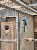 Te koop mooie halsbandparkiet, Dieren en Toebehoren, Vogels | Parkieten en Papegaaien, Mannelijk, Parkiet