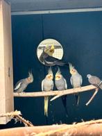 Valkparkieten, Dieren en Toebehoren, Vogels | Kanaries, Meerdere dieren, Kleurkanarie