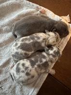 Jack Russel pups, Parvo, Jack Russell Terriër, 8 tot 15 weken, Meerdere