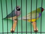 div, couldamadinen, Meerdere dieren, Tropenvogel