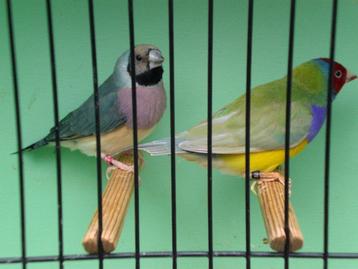 div, couldamadinen beschikbaar voor biedingen