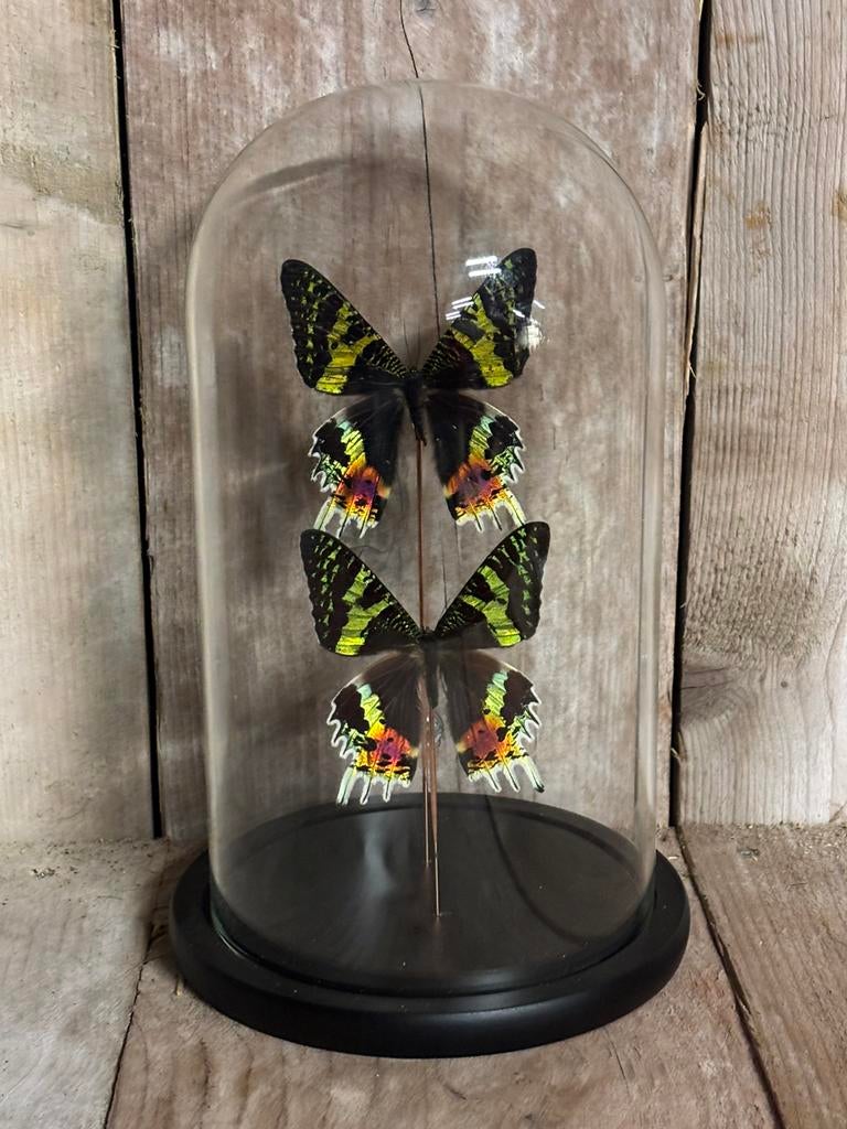 Mooie stolp met twee opgezette vlinders (Urania Ripheus), Ophalen of Verzenden, Nieuw, Insect, Opgezet dier