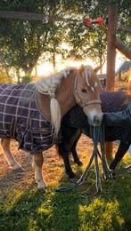 Mini shetlander hengstje Tommy Hilfinger, Dieren en Toebehoren, Pony's, Hengst, A pony (tot 1.17m), Ontwormd, 7 tot 10 jaar
