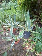 Cactus agave, Tuin en Terras, Planten | Tuinplanten, Ophalen of Verzenden, Bloeit niet, Overige soorten, Volle zon