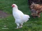 Witte brahma haan., Dieren en Toebehoren, Pluimvee, Mannelijk, Kip