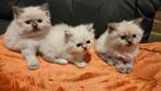 Siberische x Ragdoll Kittens, Klaar voor hun home, Dieren en Toebehoren, Katten en Kittens | Raskatten | Langhaar, Meerdere dieren