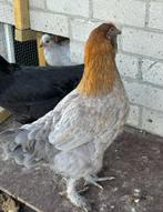 Hennen, Marans kruising, Dieren en Toebehoren, Pluimvee, Vrouwelijk, Kip
