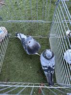 Te koop, Mannelijk, Postduif