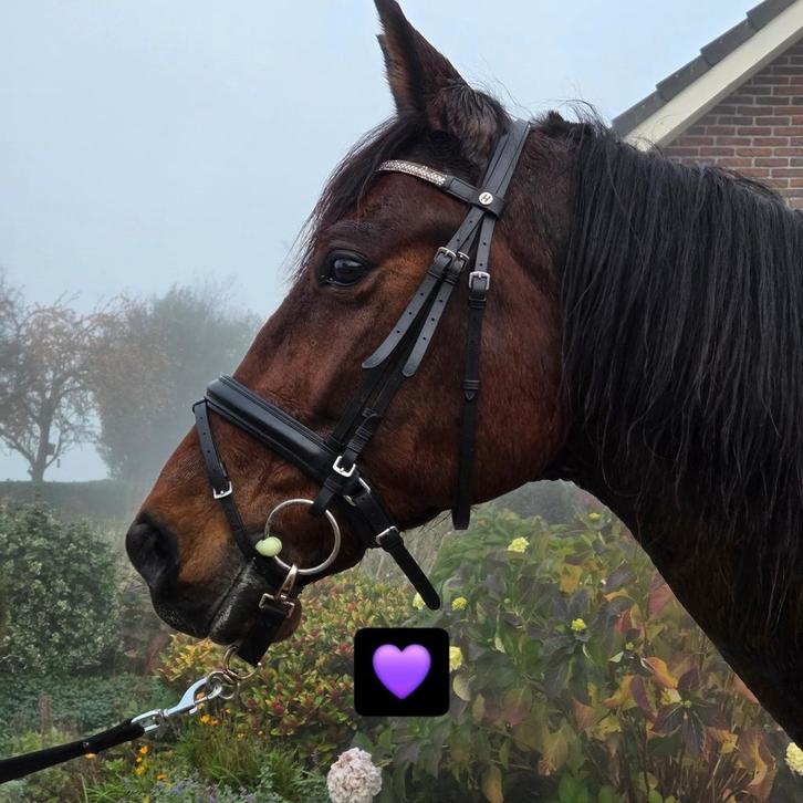 Gezocht bijrijder verzorger in Sibculo, Dieren en Toebehoren, Paarden en Pony's | Verzorgingsproducten, Ophalen of Verzenden