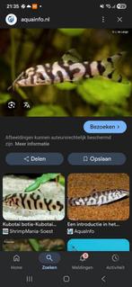 Gratis 2 botia vissen, Dieren en Toebehoren, Vissen | Aquariumvissen, Vis