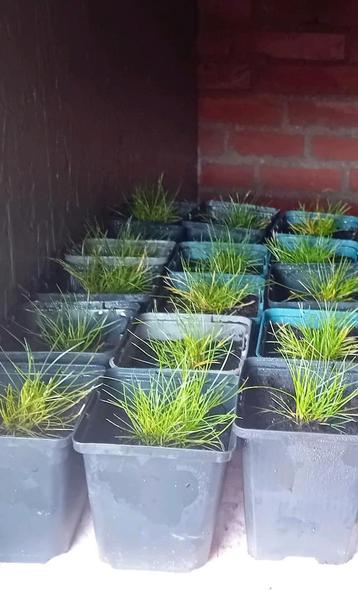 siergras bodembedekker Festuca gautieri   beschikbaar voor biedingen