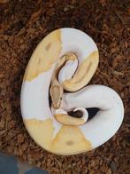 Koningspython, Slang, 0 tot 2 jaar