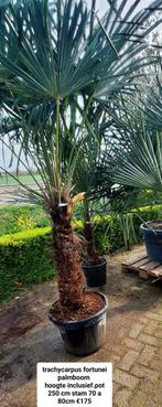 Trachycarpus fortunei palmboom winterhard., Zomer, Volle zon, Ophalen, Palmboom