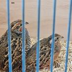 kweekkoppels jungle bush kwartels, Meerdere dieren, Overige soorten