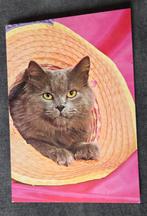 Grijze poes in strooien hoed, Verzenden, 1980 tot heden, Gelopen, Hond of Kat