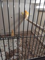 Gele kanaries, Dieren en Toebehoren, Vogels | Kanaries, Meerdere dieren, Kleurkanarie