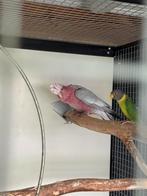 Mooie, complete, broedrijpe rose kaketoe man te koop/ruilen, Dieren en Toebehoren, Mannelijk, Papegaai, Geringd