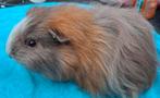 CH Teddy zeugje Slate goud wit, Cavia, April, Vrouwelijk, Tam