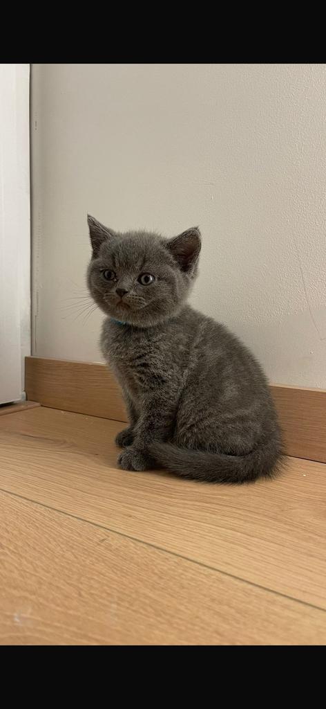 Brits kortehaar, Diensten en Vakmensen, Dieren | Katten | Verzorging, Oppas en Les