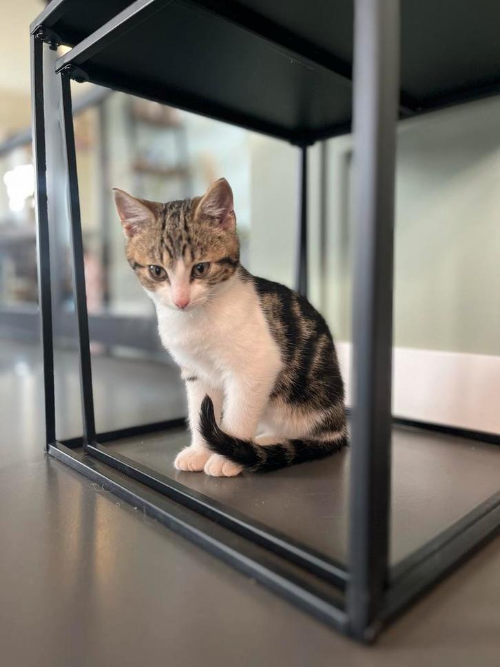 Boerderij kitten, Dieren en Toebehoren, Katten en Kittens | Raskatten | Korthaar, Poes, 0 tot 2 jaar