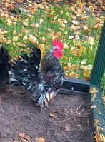 Serama haantje zijdeveder, Dieren en Toebehoren, Pluimvee, Mannelijk, Kip