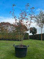 Krentenboom Meerstammig - 60L Pot, 150-250cm, Overige soorten, Lente, 100 tot 250 cm, Ophalen