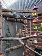 Parkieten, Dieren en Toebehoren, Meerdere dieren, Parkiet