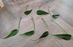 Grote Monstera Burle Marx Flame stekken, Ophalen of Verzenden, Overige soorten, Minder dan 100 cm