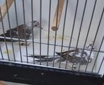 Te koop bonte Diamantduiven, Dieren en Toebehoren, Meerdere dieren, Tropenvogel, Geringd