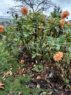 Dahlia met grote oranje bloemen, Ophalen of Verzenden, Volle zon, Knol