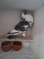 Krasbonte Duif., Dieren en Toebehoren, Vrouwelijk, Kropper