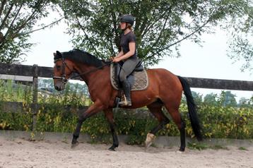 Stevige getalenteerde E pony merrie  beschikbaar voor biedingen