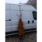 Fagus Sylvatica Atropunicea - Rode Beuk - boom, Tuin en Terras, Planten | Bomen, Ophalen, Bloeit niet, Halfschaduw, 250 tot 400 cm