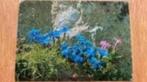 Ansichtkaart Alpenbloemen, Ophalen of Verzenden, Ongelopen