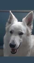 Oepsie Pups Zwitserse Witte herder x Sjors, Rabiës (hondsdolheid), 8 tot 15 weken, Meerdere, Meerdere dieren