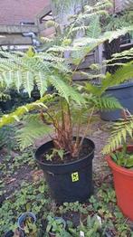Diverse soorten boomvarens, Tuin en Terras, Ophalen, Vaste plant, Varens, Bloeit niet