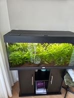 Juwel aquarium 200L incl kast - zwart, Ophalen, Gebruikt, Gevuld zoetwateraquarium